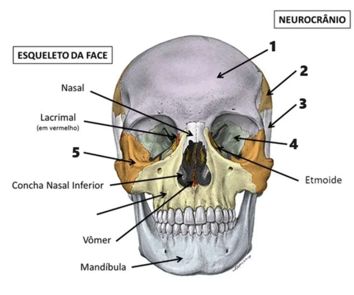 Imagem anatômica do crânio com o número 2 indicado.