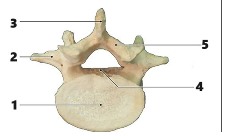 Imagem anatômica de uma vértebra com o número 1 indicado.